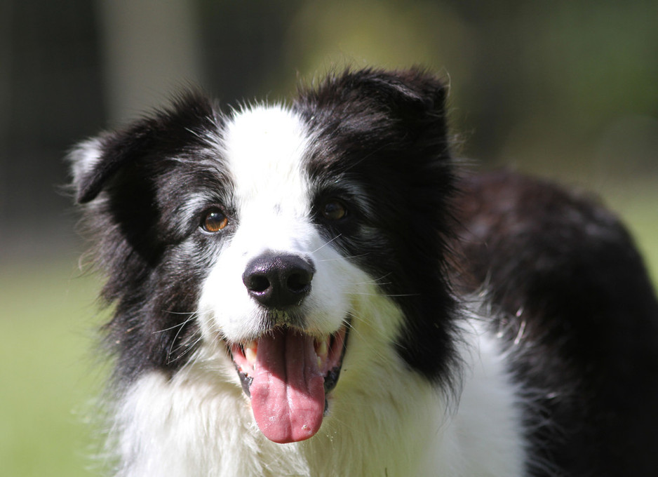 Kuranda Pet Resort Pic 1 - Dogs love staying at Kuranda Pet Resort and it shows