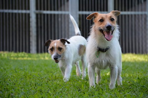 Kuranda Pet Resort Pic 2 - Good buddies catching up and spending time together