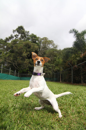 Kuranda Pet Resort Pic 3 - Young Jack enjoying his play time in the fully grassed large exercise areas