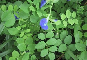 Robert G Northway Agricultural Consultant Pic 4 - Butterfly Pea