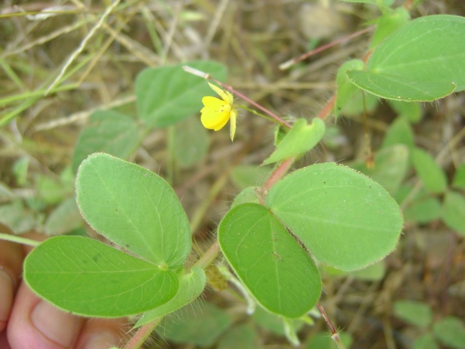 Robert G Northway Agricultural Consultant Pic 1 - Wynn Cassia