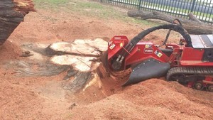 Sydney Metro Tree Management.. Pic 3