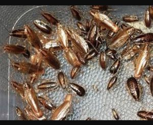 Premium Pest Control Pic 3 - German cockroach control