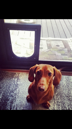 Purrfect Pet Doors Pic 4 - Brutus with his small petway pet door into glass