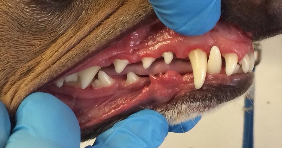 Canine Dental Hygiene Services pty ltd Pic 2 - After