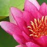 Pink Lotus Pic 1