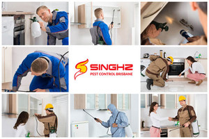 Singhz Pest Control Brisbane Pic 2 - pest control services in Brisbane