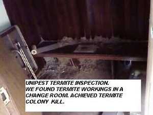 Unipest Pic 5 - Termite Workings