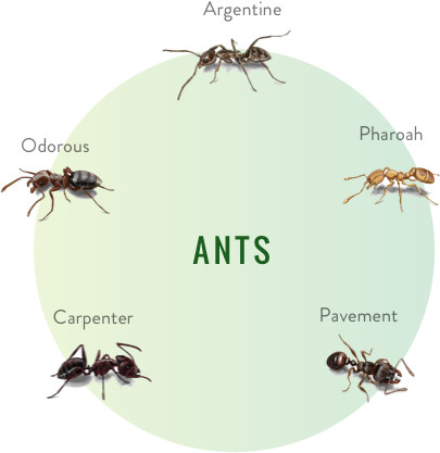 Pest Control South Western Pic 1 - ants control Perth