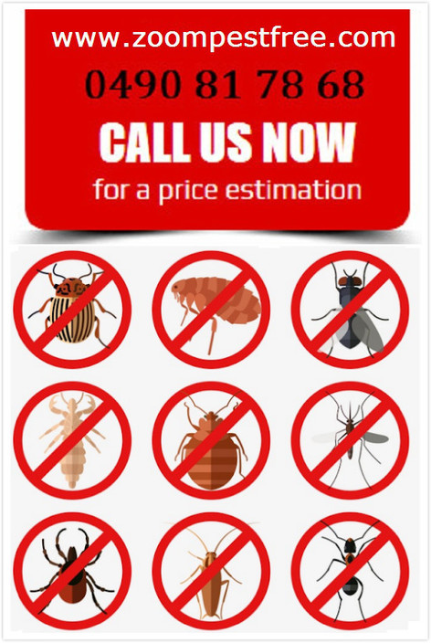 Zoom Pest Control Pic 1 - 30 years experts service 89 for home pest free