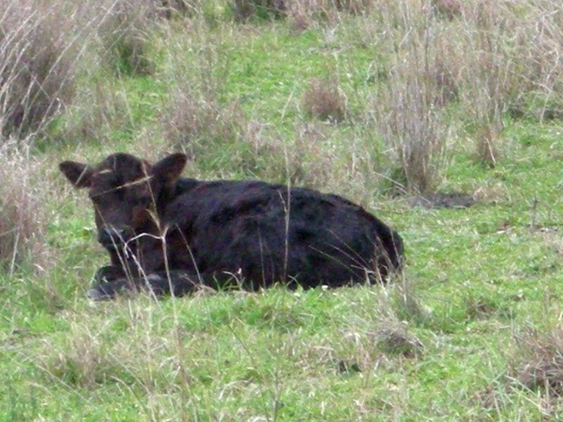 Piper Pastoral Pic 1