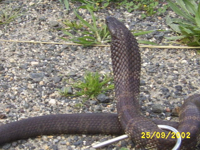 Snake Catcher Geelong Pic 1