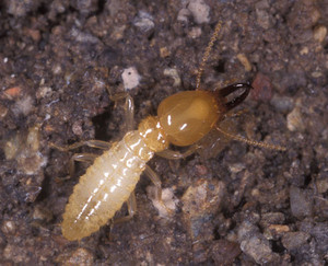 Pestworks Net Australia Pty Ltd Pic 1 - Termite If you want to know if you have these give us a call