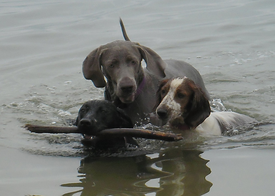 Dog Day Care and Walking - Doggone Pic 1