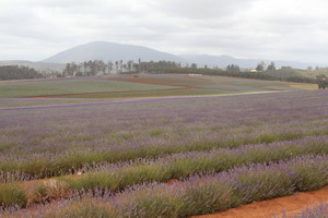 Macedon Ranges Tax & Accounting Pic 5 - Just beautiful