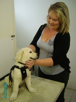 Puppyworld Pic 5 - puppyworld golden retriever puppy returning for second vaccination and microchipping pet shop puppies underwood logan brisbane