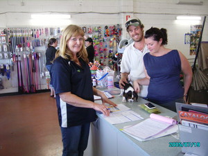 Puppyworld Pic 4 - puppyworld wendy selling a begalier puppy pet shop puppies underwood logan brisbane