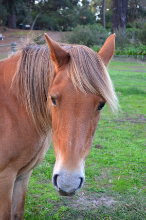 Langwarrin Bed & Breakfast Pic 5 - Lots of space for your horse cat and dog