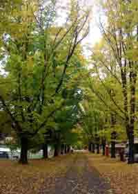 Bright Holiday Park Pic 1 - Bright Caravan Park in Autumn