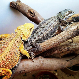 Pets Please Pic 2 - Reptiles for sale