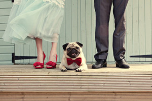 Wedding Paws Pic 5