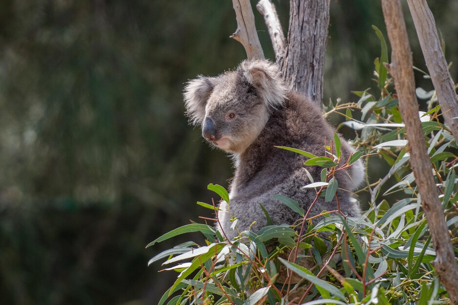 Climate Friendly Pic 1 - Koala friendly carbon farming combines carbon farming and conservation to provide an innovative way to support land managers to create habitat for koalas and other native species on part or all of their property