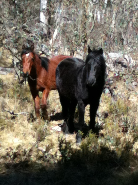 Mountain Ash Trails Pic 1 - On one of our Brumby Watching tours two young Brumby Colts