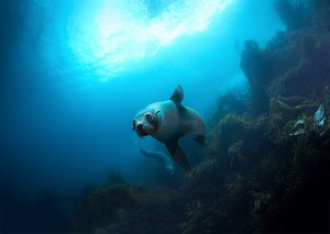 Go Dive Pic 3