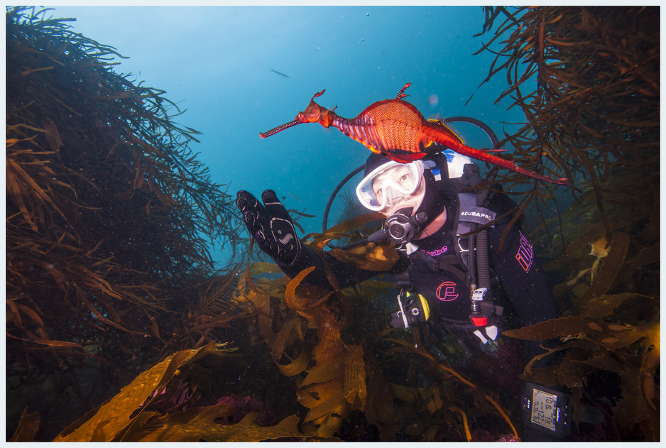 Go Dive Pic 1 - Weedy Sea Dragon