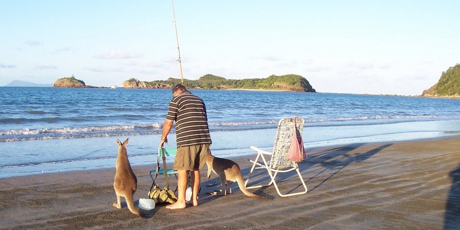 Cape Hillsborough Nature Resort Pic 1 - Cape Hillsborough Nature Tourist Park Kangaroos visiting whilst fishing