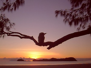 Cape Hillsborough Nature Resort Pic 3 - Cape Hillsborough Nature Tourist Park Kookaburra sunset