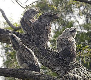 The Channon Village Campground Pic 5 - Tawny Frogmouth family in the campground