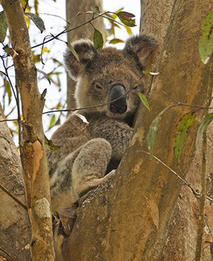 The Channon Village Campground Pic 3 - This koala often hangs out in the eucalypts in the campground