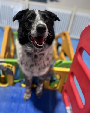 Kip Hobart Dog Daycare & Dog Grooming Pic 2