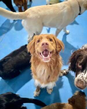 Kip Hobart Dog Daycare & Dog Grooming Pic 3