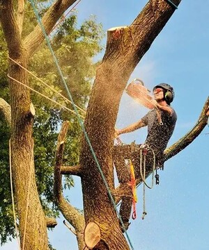 Shepparton Tree Service Pic 3