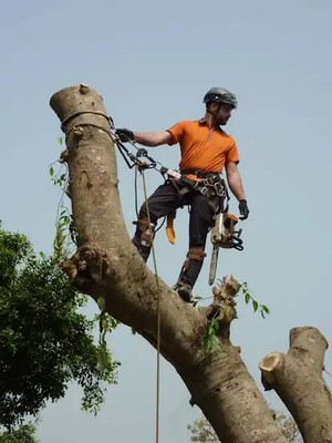 Shepparton Tree Service Pic 4