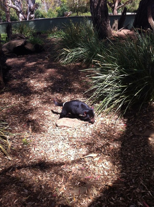 Bonorong Wildlife Sanctuary Pic 1 - Tassie Devils are so cute though