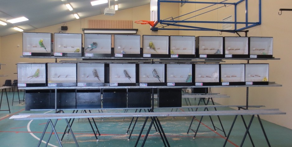 Central Coast Budgerigar Society Pic 1