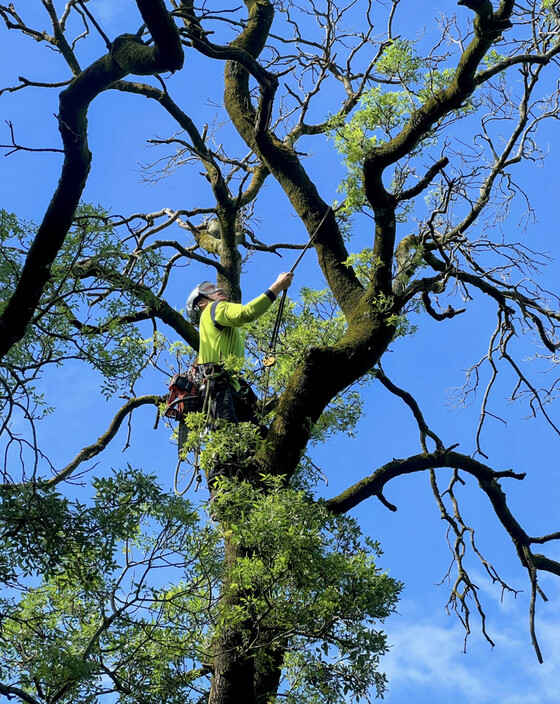 Arborsolve Tree Services Pic 1