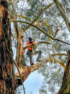 Arborsolve Tree Services Pic 4