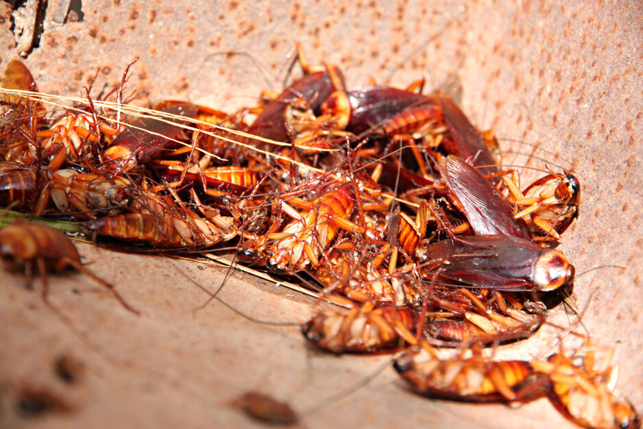 Pest Destroy Cockroach Control Adelaide Pic 2