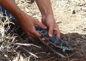 Western Reptile Rescue Inc Pic 2 - Bobtails are commonly encountered in the Wheatbelt