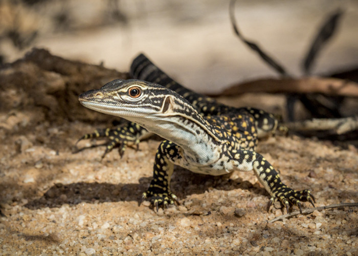 Western Reptile Rescue Inc Pic 1 - This Heath Monitor was rescued from a cat and relocated to a nature reserve