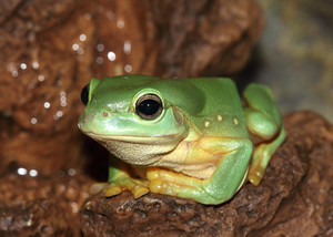 Western Reptile Rescue Inc Pic 3 - We also help frogs in need