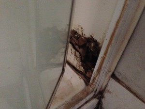 All Pest & Termite Eradication Pic 2 - Wall linings in shower termite damaged