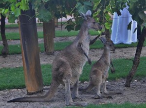 Perfect Day Pic 4 - Some uninvited but gorgeous wedding guests