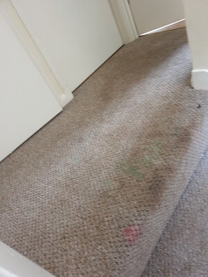 Carpet Cleaning Oconnor Pic 5