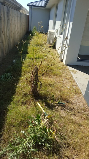 Brad`s Trees and Lawns Pic 3 - Before