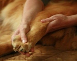 Pet Nurture Pic 1 - Therapeutic Dog Massage